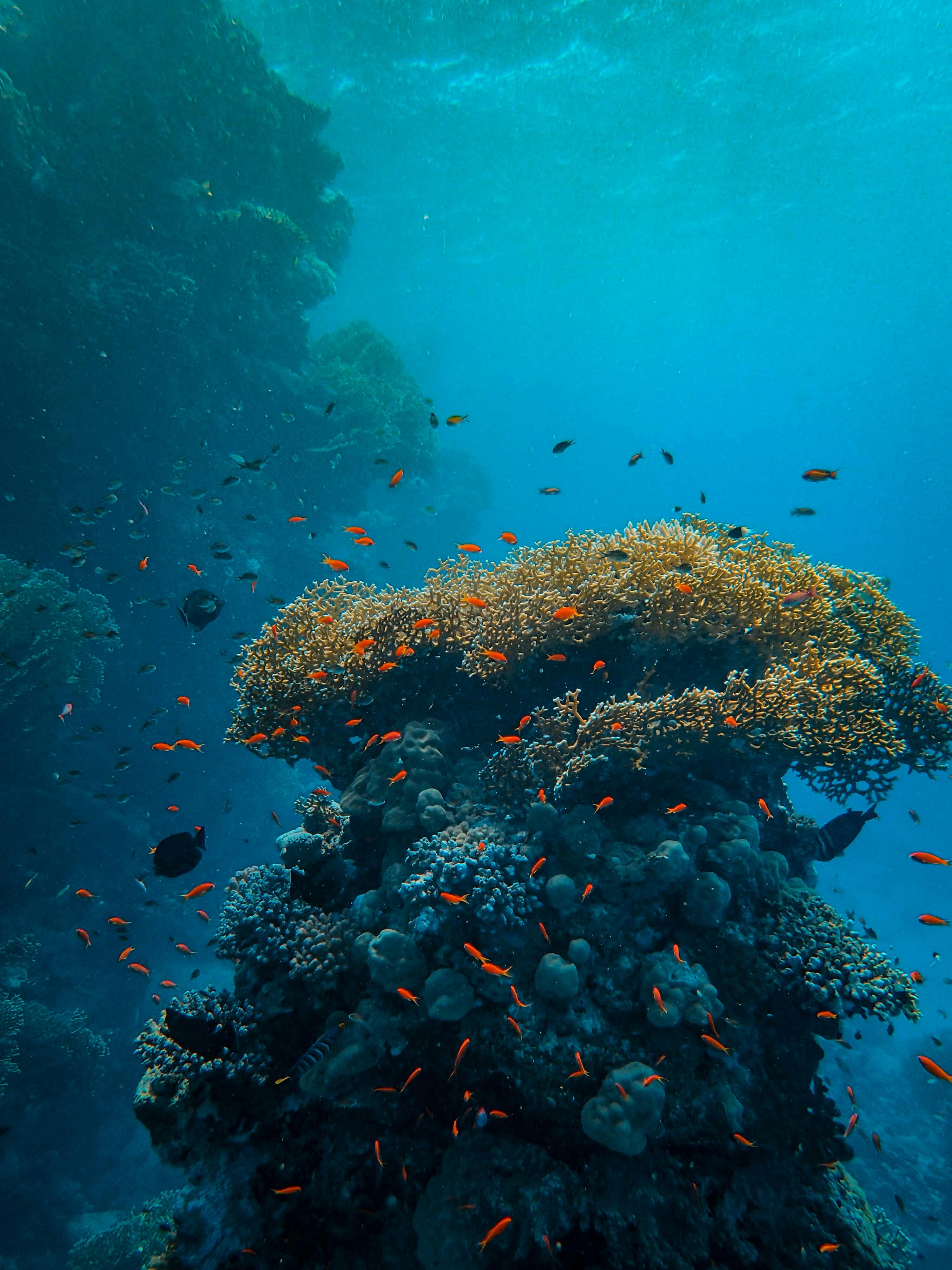 Underwater Coral Reef